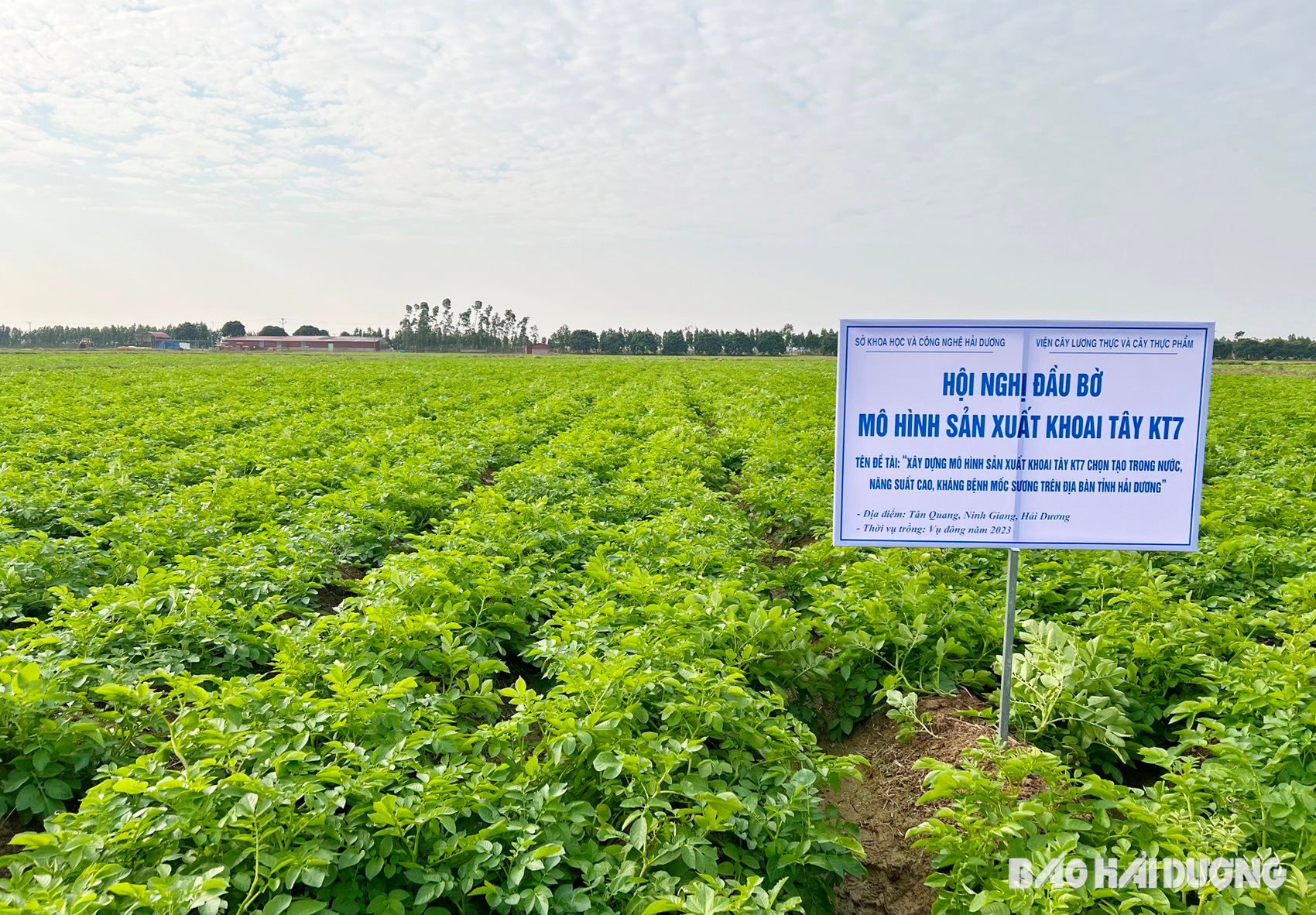 Khoai tây KT7 kháng bệnh mốc sương có thể cho lãi 3-3,5 triệu đồng/sào